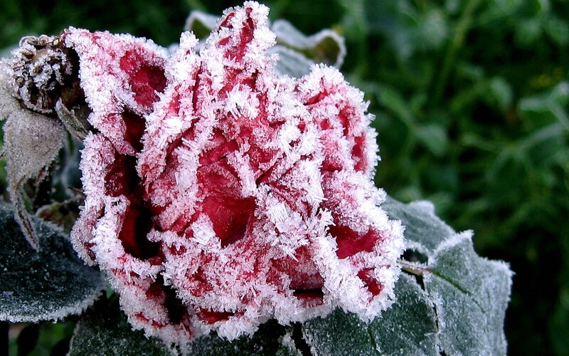 Frost-covered Rose Flower — Red, Cold