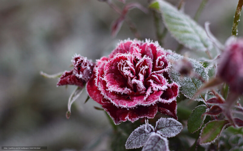 Frost-covered Rose Flower — Red, Cold, Winter, Photograph, Frost, Leaves