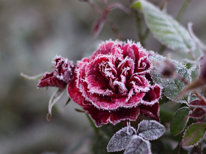 Frost-covered Rose Flower — Red