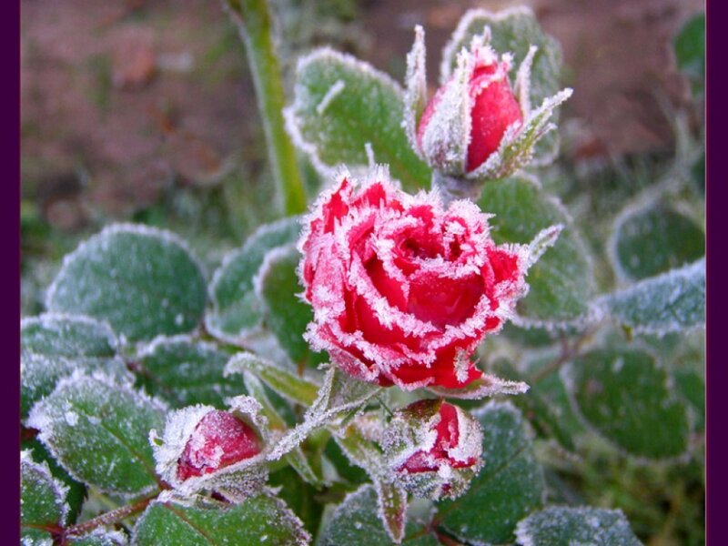 Frost-covered Rose Flower