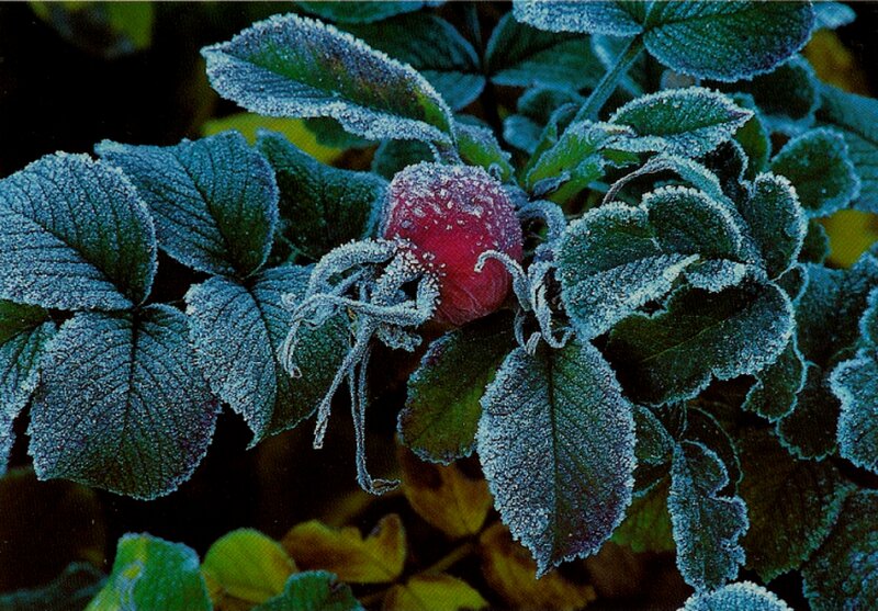 Frost-covered Rose Hip — Green