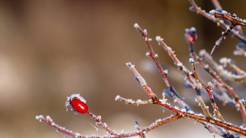 Frost-covered Rose Hip — Red