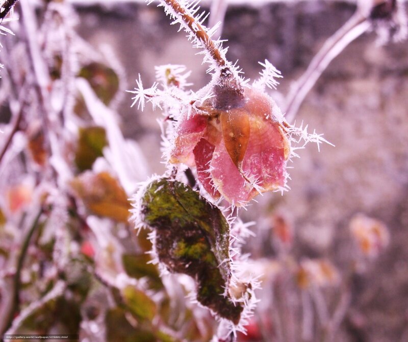Frost-covered Rose Hip — White