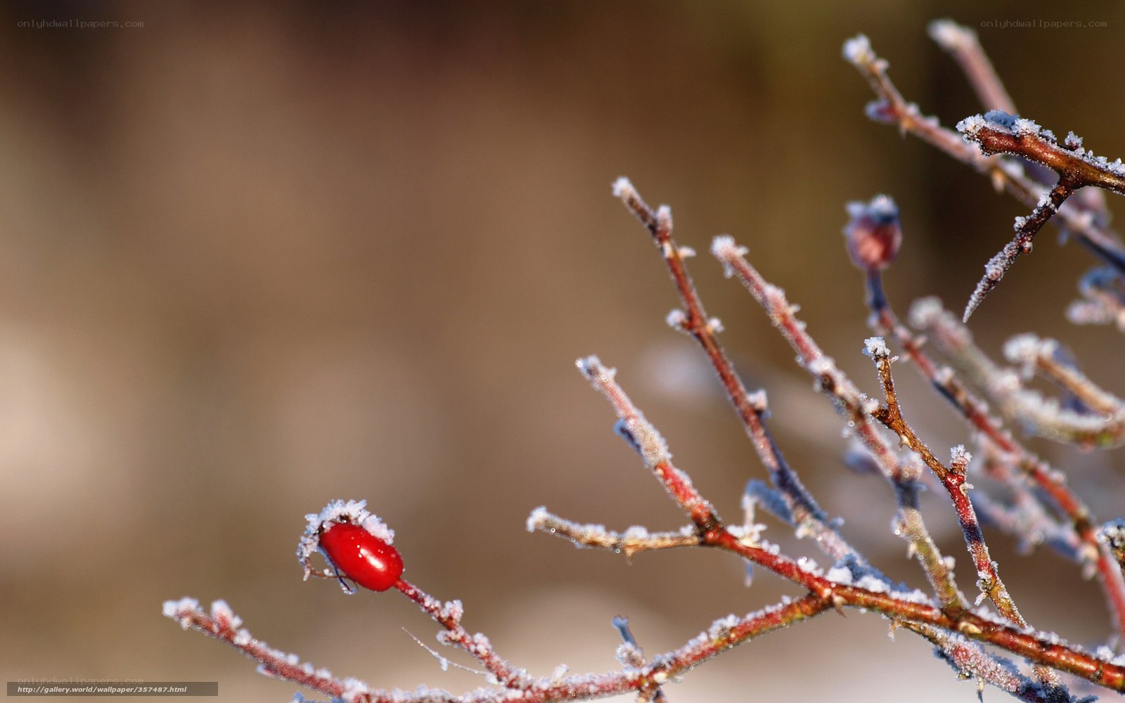 frost-covered rose hip
