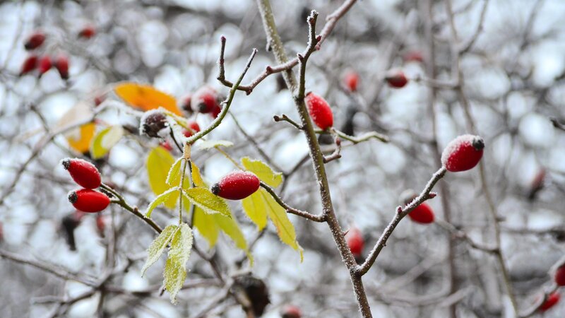 Frost-covered Rose Hips — Red