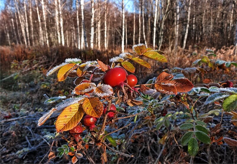 Frost-covered Rose Hips