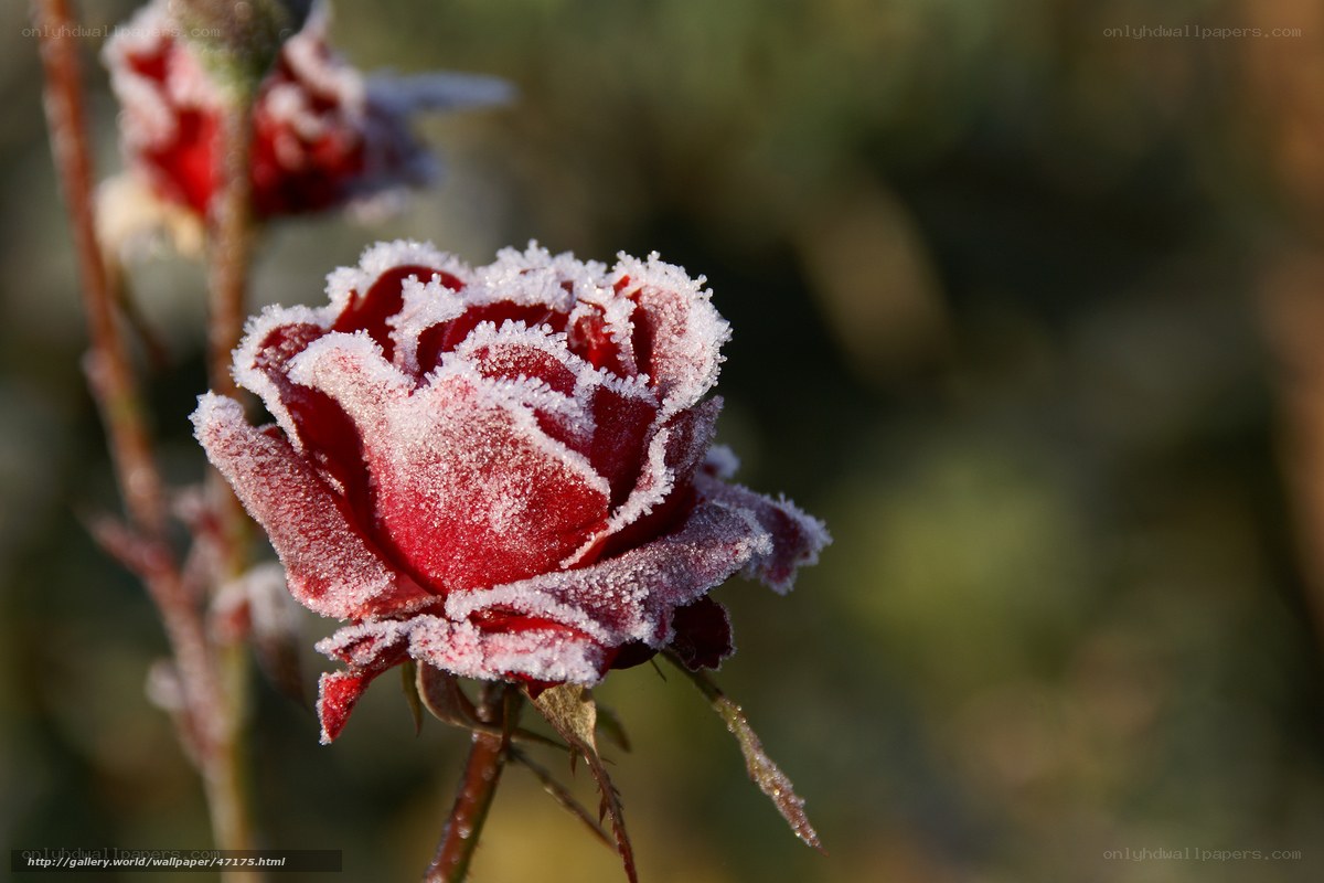 frost-covered rose in morning light