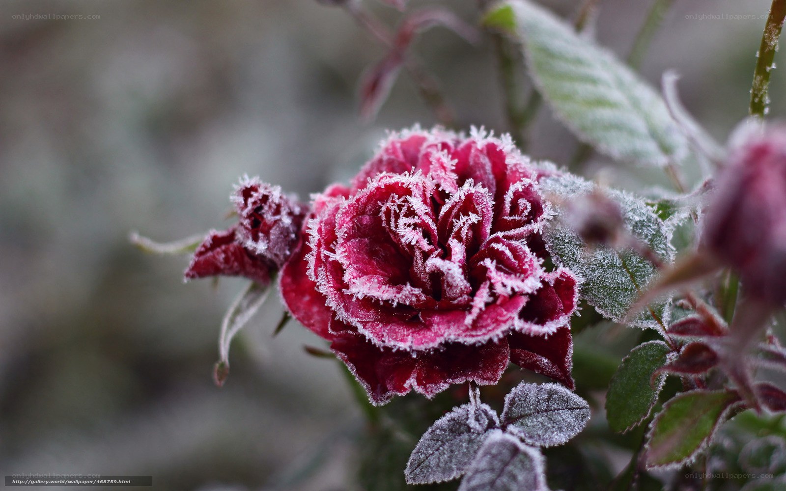 frost-covered rose in winter