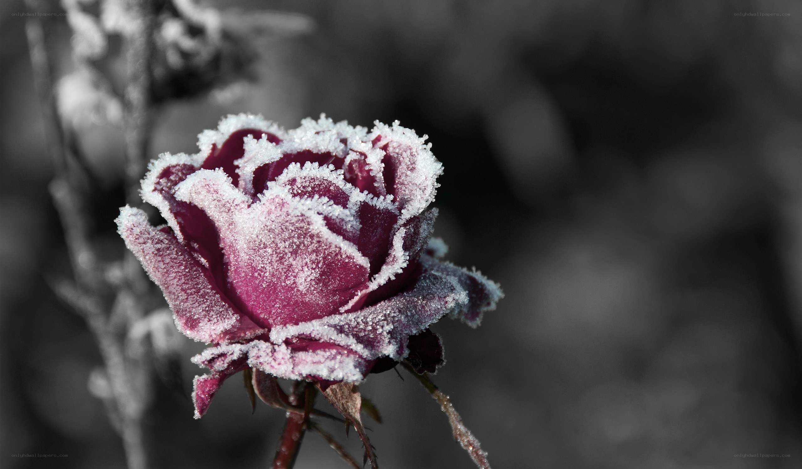 frost-covered rose in winter
