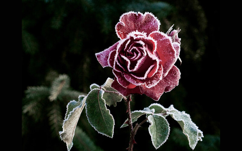 frost-covered rose in winter