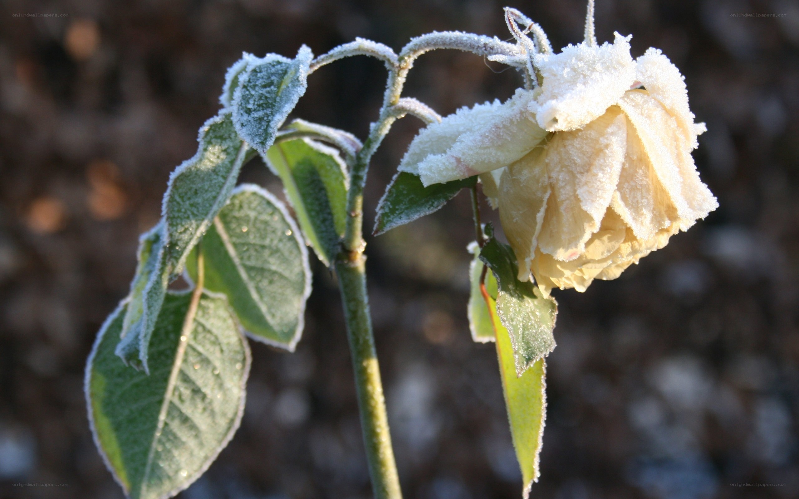 Frost-covered rose in winter