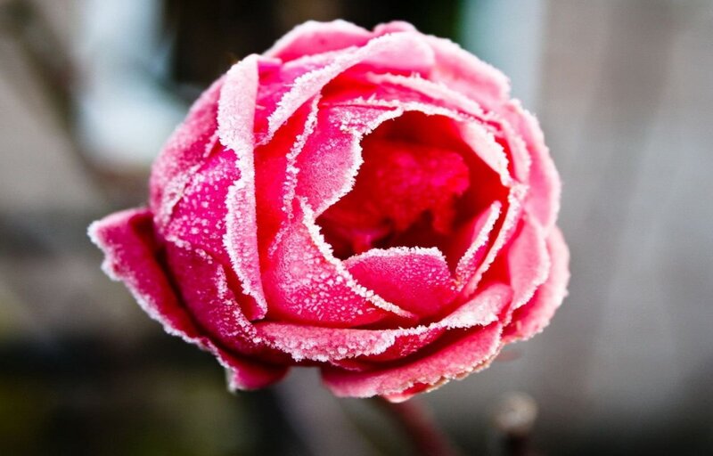 Frost-covered Rose — Pink, Calm