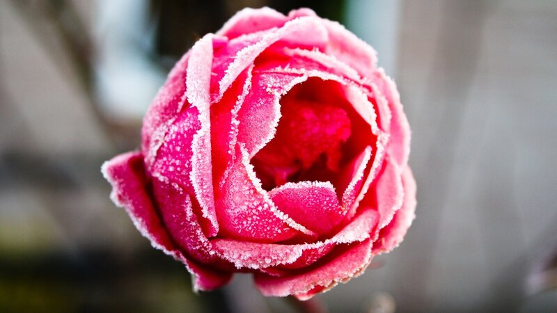 Frost-covered Rose — Pink, Calm, Winter, Photograph, Frost, Petals