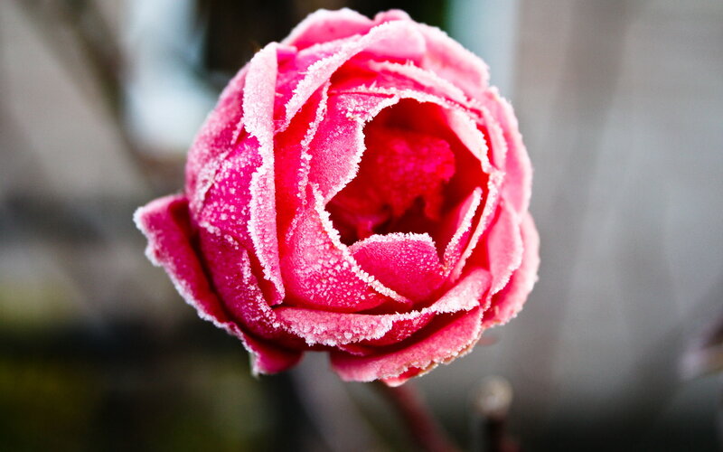 Frost-covered Rose — Pink, Calm, Winter