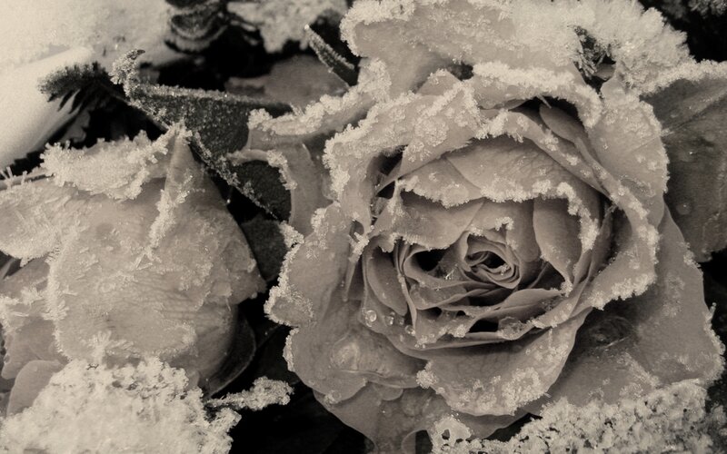 Frost-covered Rose