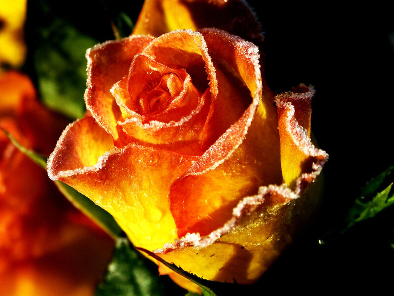 Frost-covered Rose — Yellow