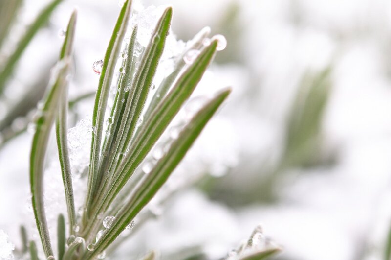frost-covered rosemary sprig
