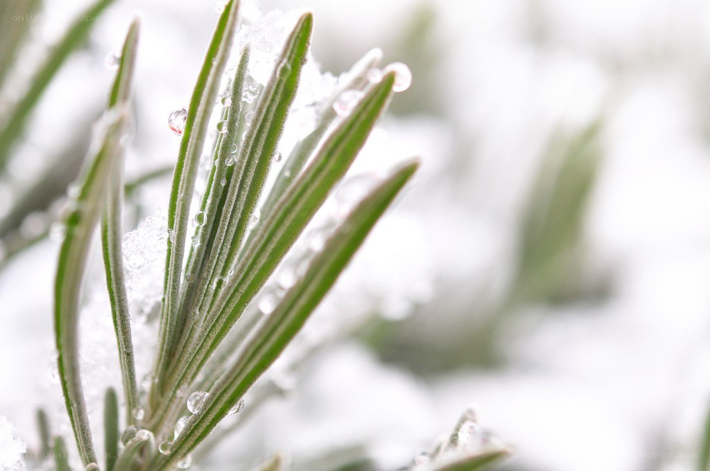 frost-covered rosemary sprig