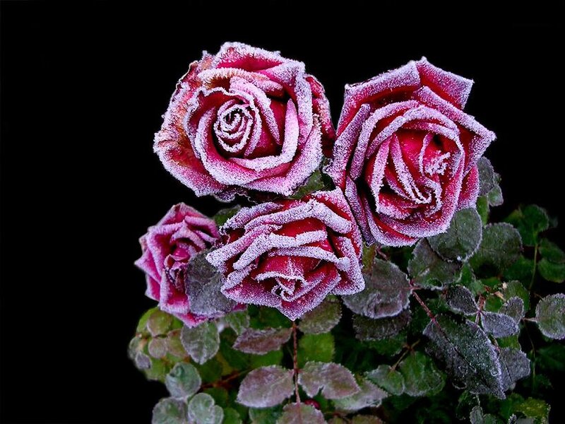 Frost-covered Roses