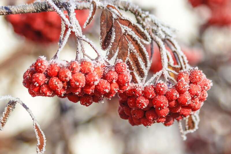 Frost-covered Rowan Berries