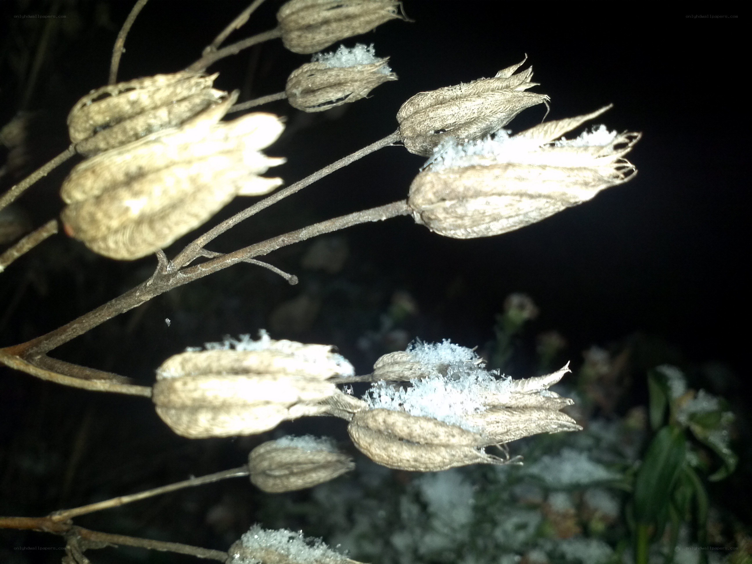 frost-covered seed pods at night