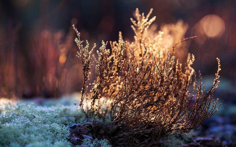 Frost-covered Shrub