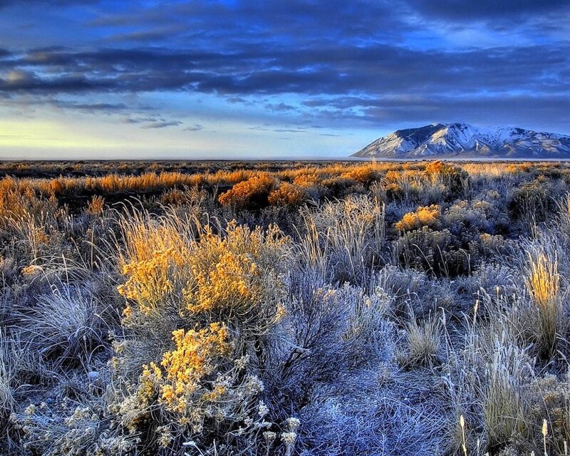 Frost-covered Shrubs and Mountains