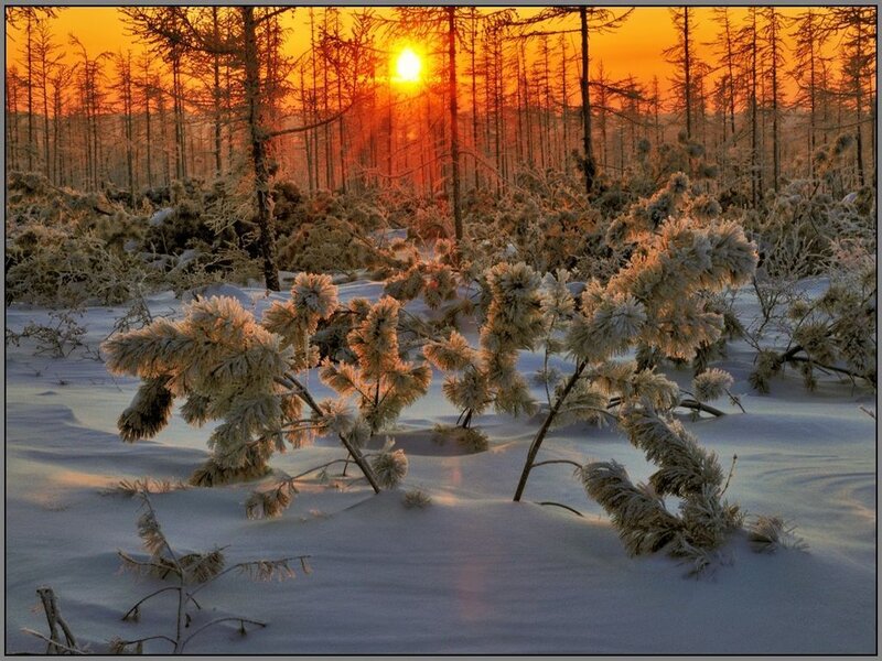 Frost-covered Shrubs in Snow