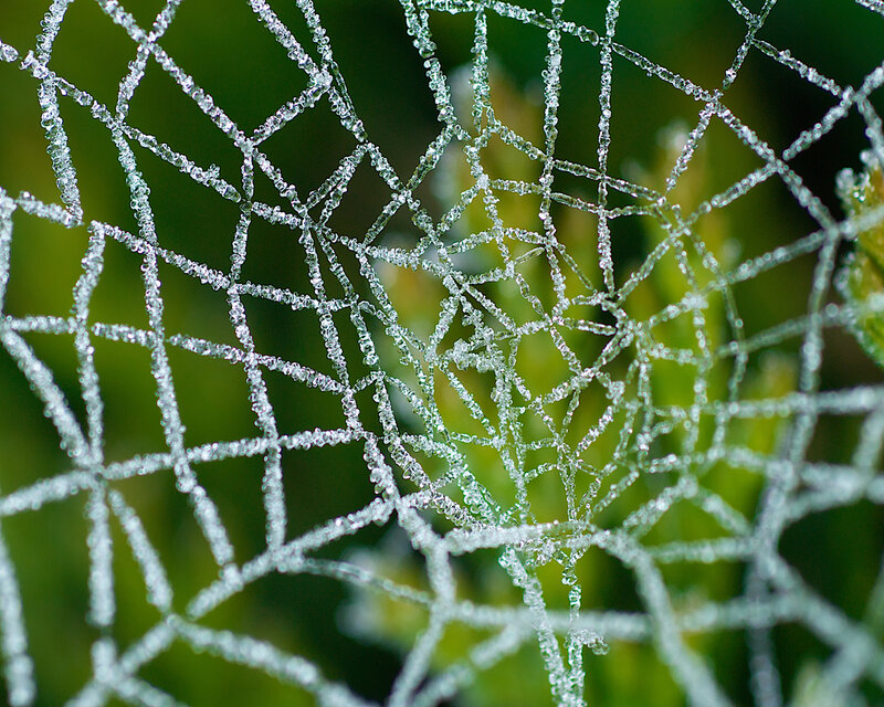 frost-covered spider web