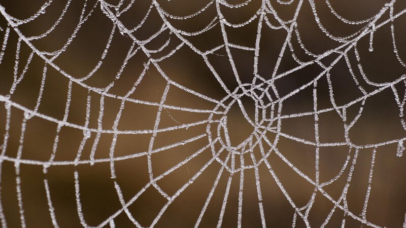 frost-covered spider web