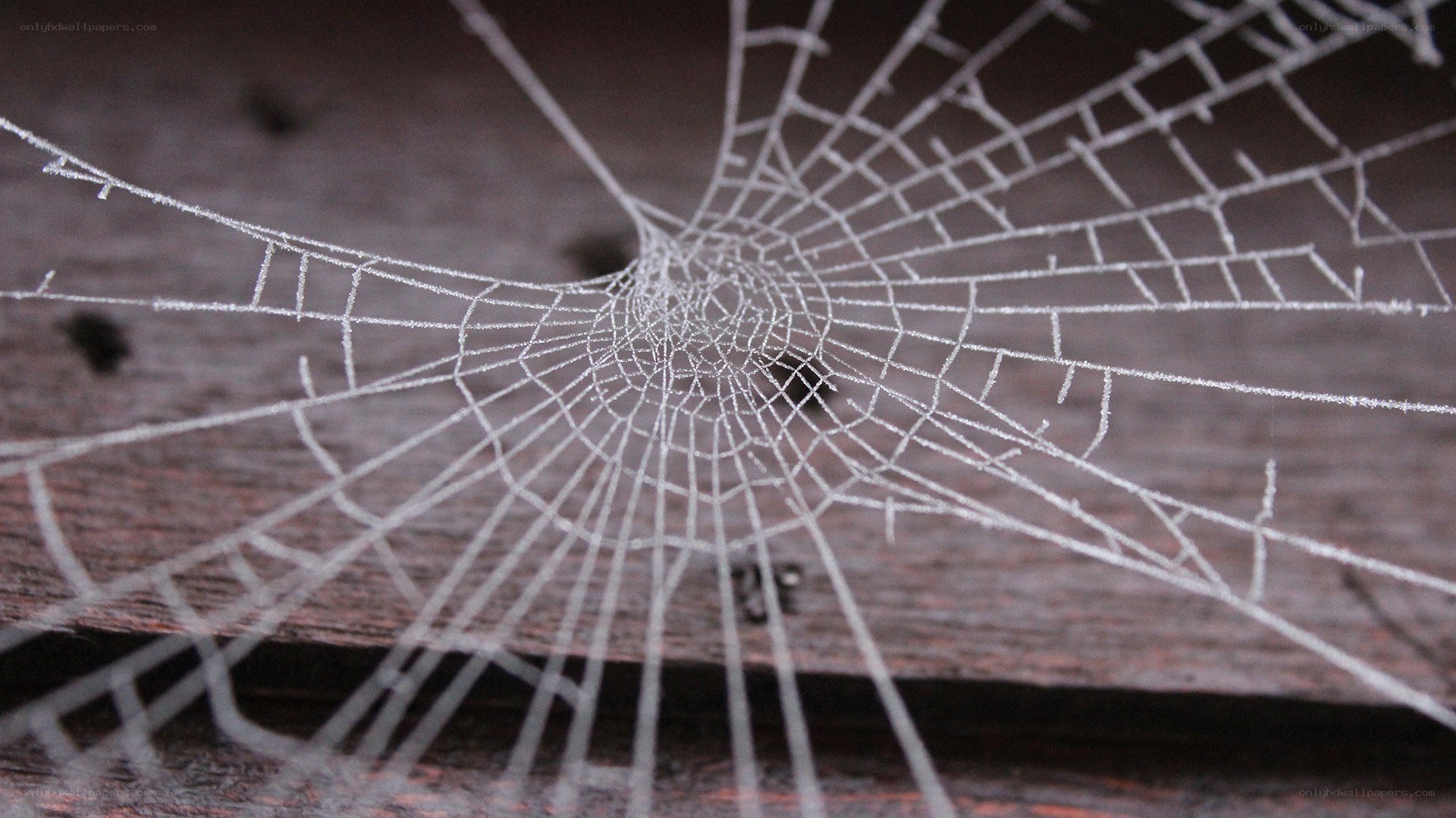 frost-covered spider web