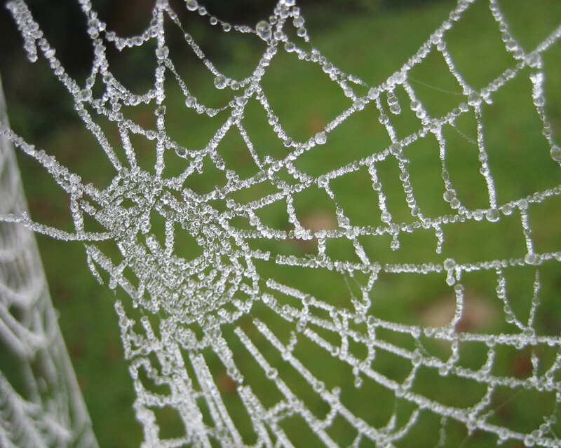 frost-covered spider web