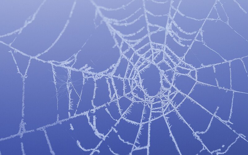 Frost-covered Spider Web — Blue