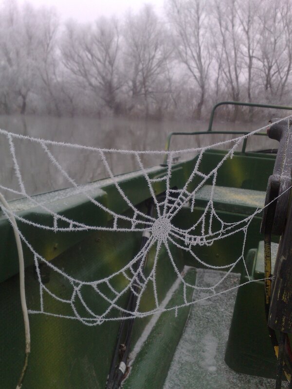frost-covered spider web on boat