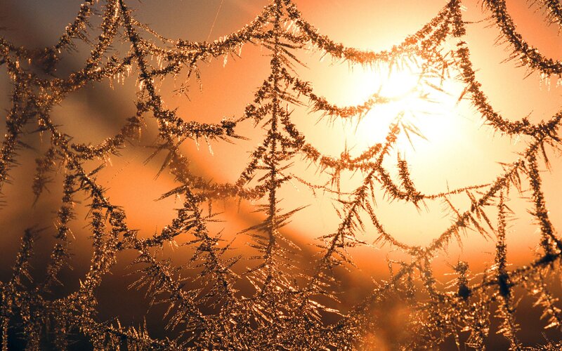 Frost-covered Spider Web — Orange, Dramatic