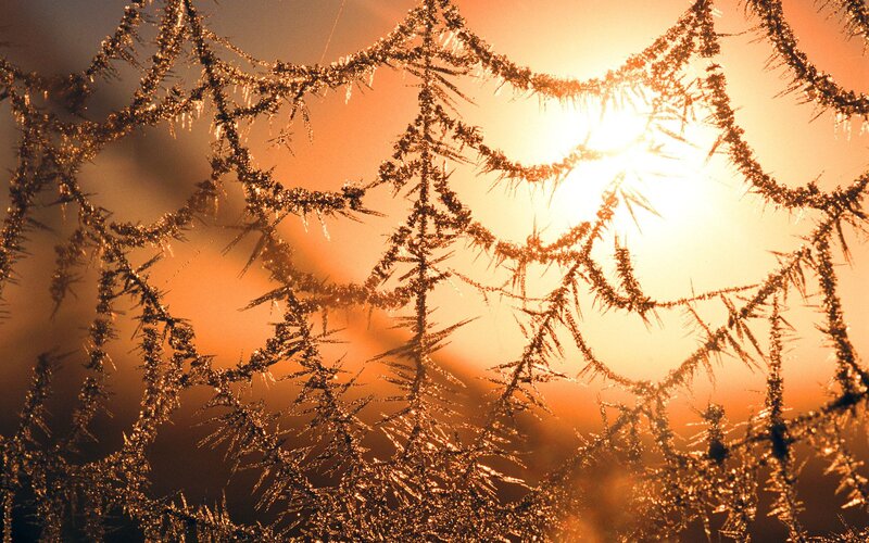 Frost-covered Spider Web — Orange