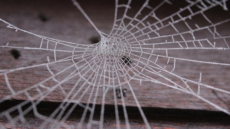 Frost-covered Spider Web — White, Calm, Morning