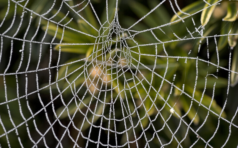 Frost-covered Spider Web — White, Calm