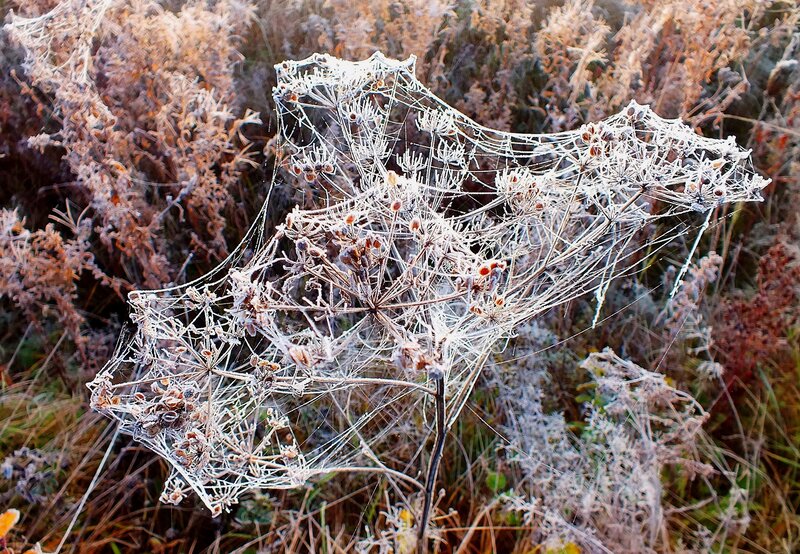 Frost-covered Spider Web — White, Cold, Autumn