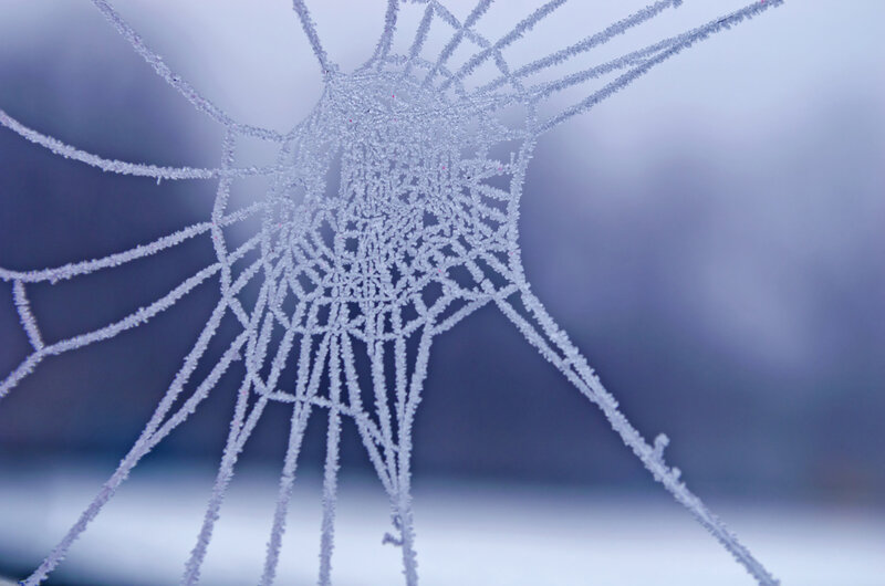 Frost-covered Spider Web — White, Cold