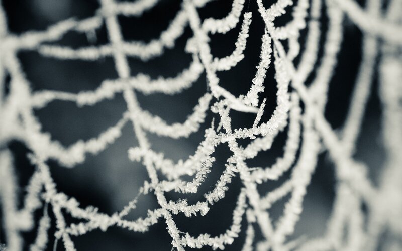Frost-covered Spider Web — White, Dramatic, Winter