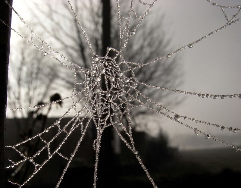 Frost-covered Spider Web — White, Serene