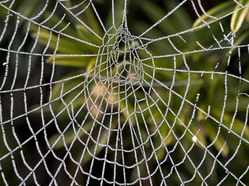 Frost-covered Spider Web — White