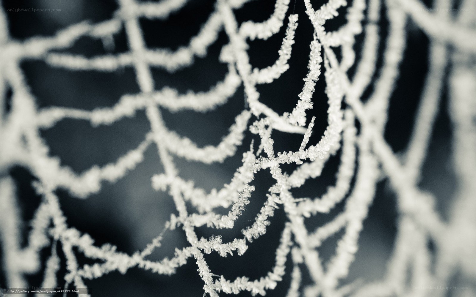 frost-covered spider web