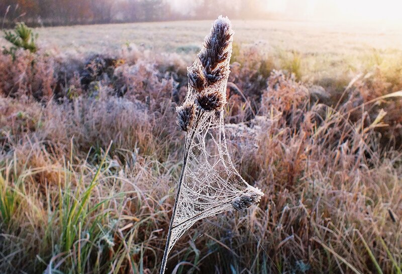 Frost-covered Spiderweb — Brown