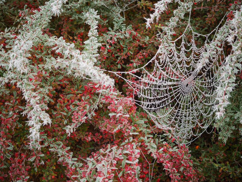 Frost-covered Spiderweb — Green