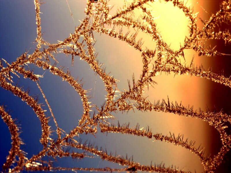 Frost-covered Spiderweb