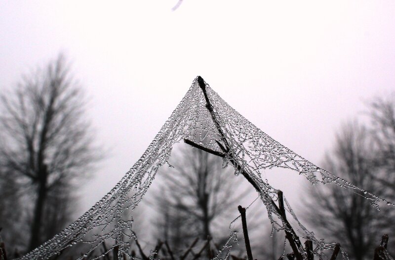 Frost-covered Spiderweb — White, Cold