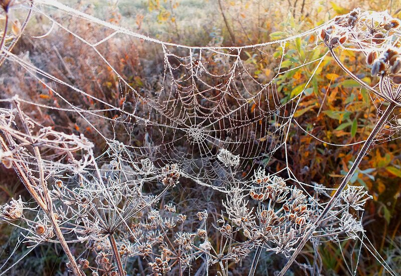 Frost-covered Spiderweb — White, Serene