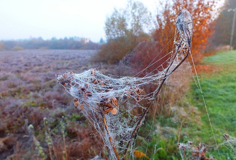 Frost-covered Spiderweb — White